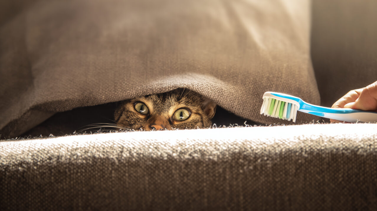 Как почистить зубы коту
