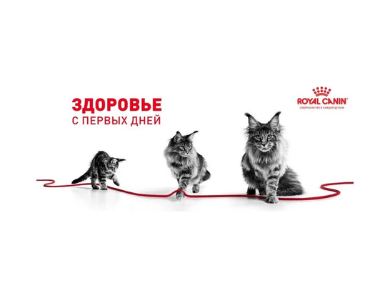 Royal Canin для котят Kitten, 0.3кг 