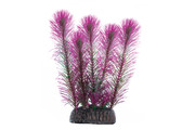 Растение Laguna Перистолистник 10см, фиолетовый