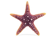 Грот Лагуна Звезда морская большая 160*160*30мм