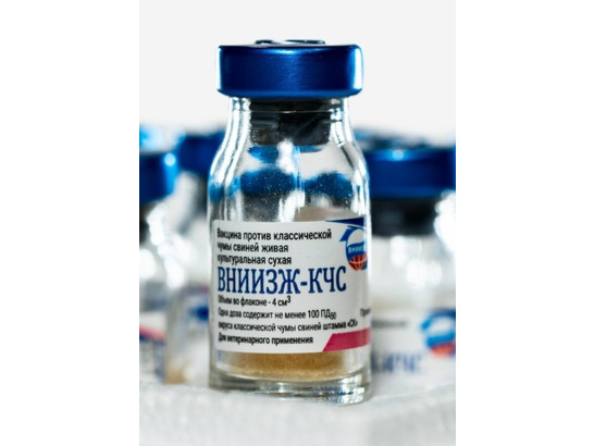 Вакцина против клас. чумы свиней живая культурная сухая 100 доз ОДИН флак, ВНИИЗЖ